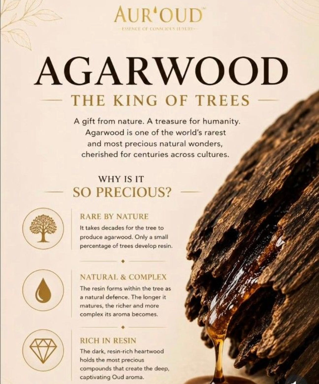 Agarwood Essence Oil Blend by Aur'OUD 沉香 Kayu Gaharu OUD