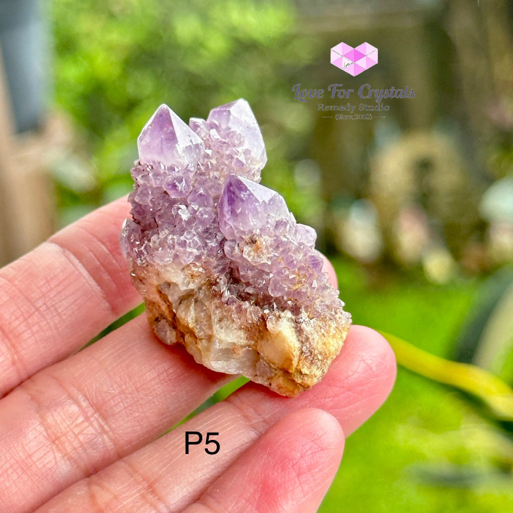 Amethyst Cactus Spirit Quartz Cluster (South Africa) Collectors Photo 5 Raw Crystals