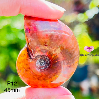Ammolite Fossilised Shell (Opalized Ammonite) North America