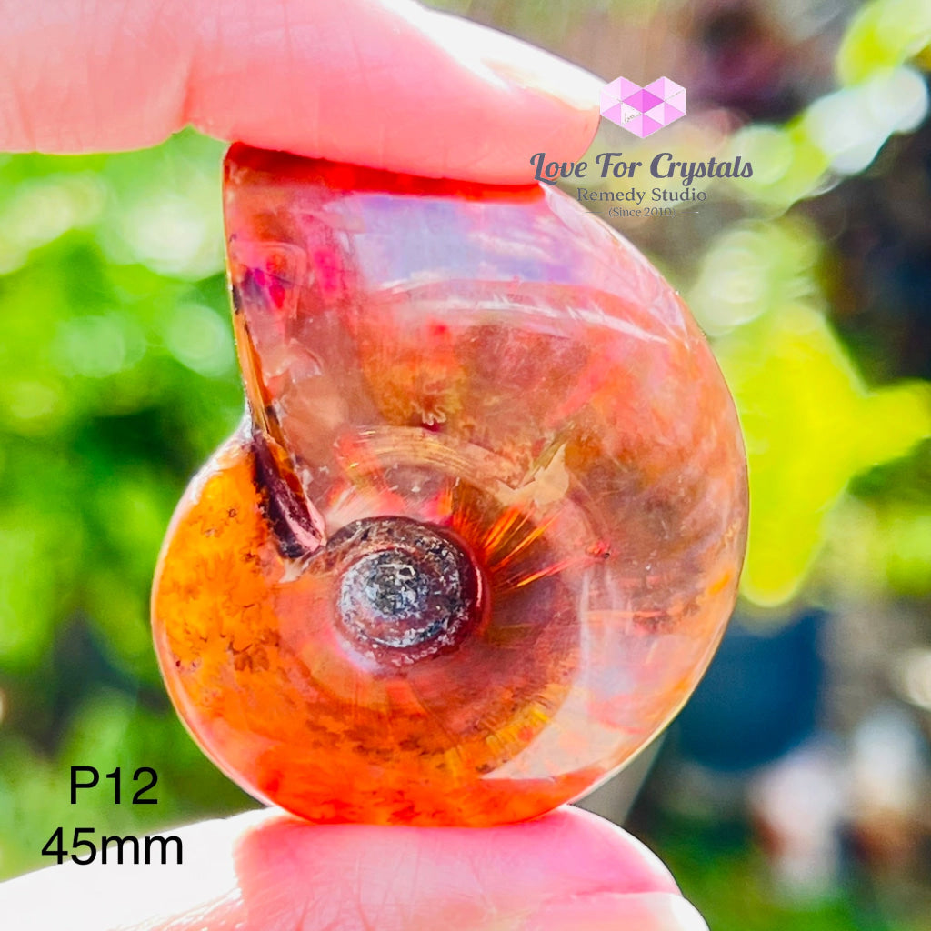 Ammolite Fossilised Shell (Opalized Ammonite) North America