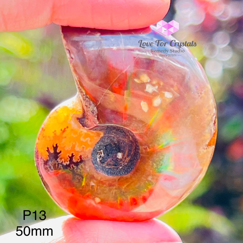 Ammolite Fossilised Shell (Opalized Ammonite) North America