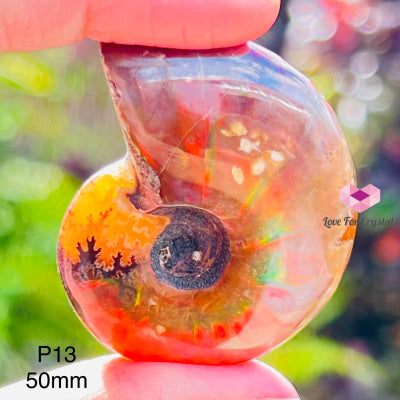 Ammolite Fossilised Shell (Opalized Ammonite) North America