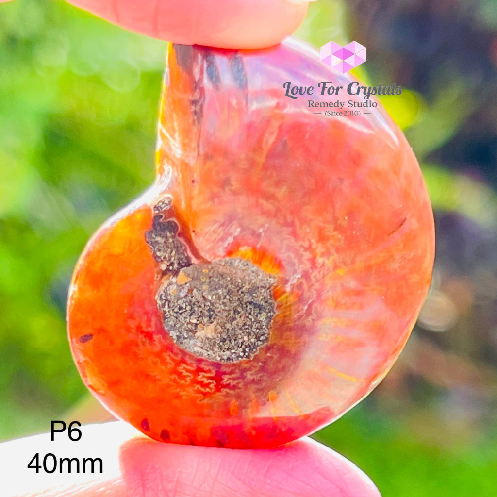 Ammolite Fossilised Shell (Opalized Ammonite) North America