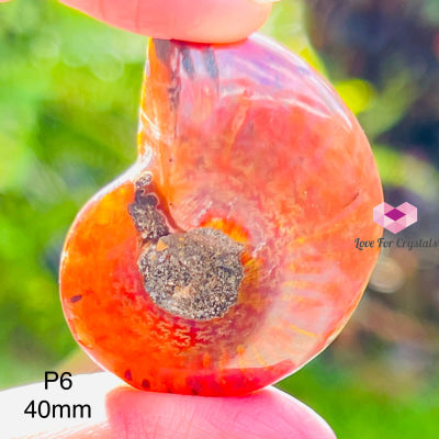 Ammolite Fossilised Shell (Opalized Ammonite) North America