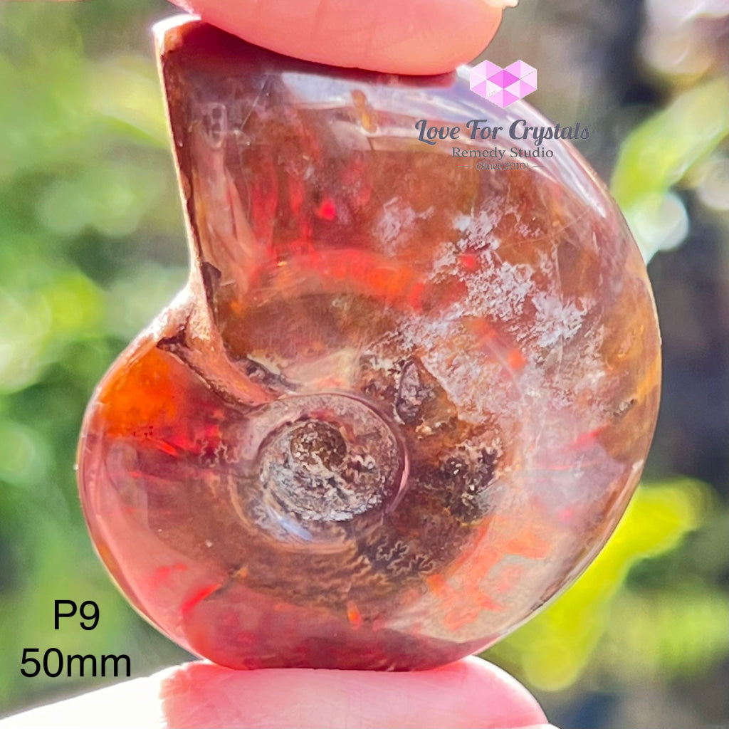 Ammolite Fossilised Shell (Opalized Ammonite) North America