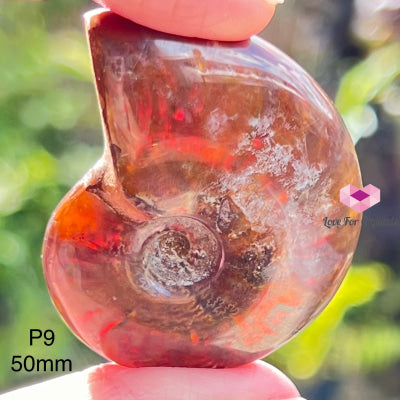 Ammolite Fossilised Shell (Opalized Ammonite) North America