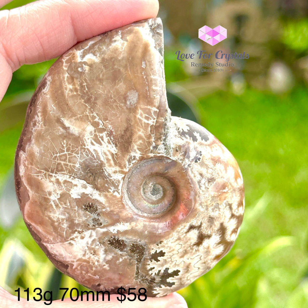 Ammonite Fossil With Stand 113G 70Mm