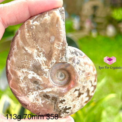 Ammonite Fossil With Stand 113G 70Mm