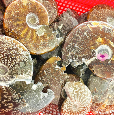 Ammonite Fossil With Stand