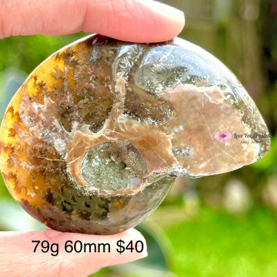 Ammonite Fossil With Stand 79G 60Mm