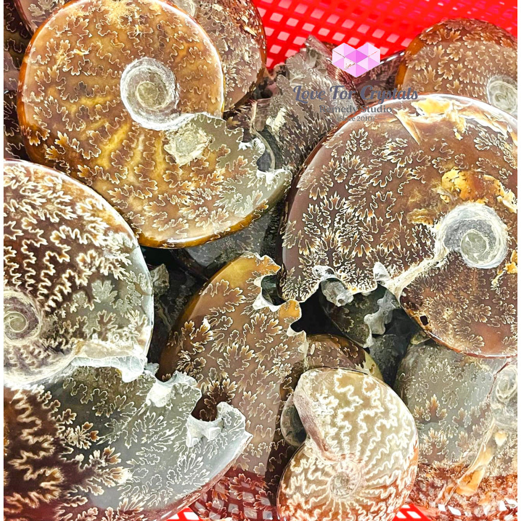 Ammonite Fossil With Stand