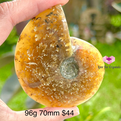 Ammonite Fossil With Stand 96G 70Mm