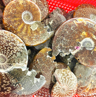 Ammonite Fossil With Stand