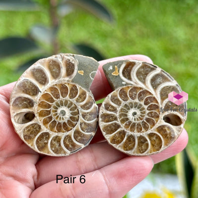 Ammonite Pairs (Madagascar)40-50Mm Pair 6 Raw Crystals