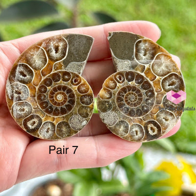 Ammonite Pairs (Madagascar)40-50Mm Pair 7 Raw Crystals