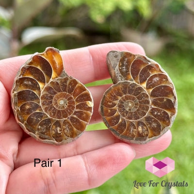 Ammonite Pairs (Madagascar)40-50Mm Pair 1 Raw Crystals