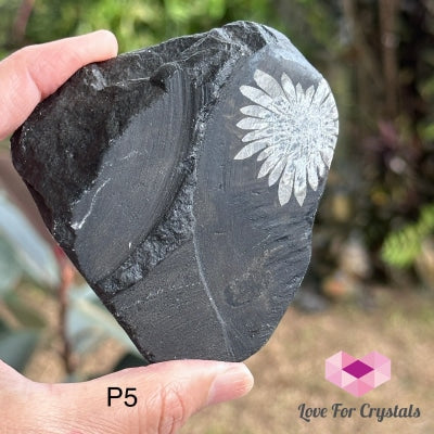 Chrysanthemum Stone (Natural) Canada Photo 5 Raw Crystal