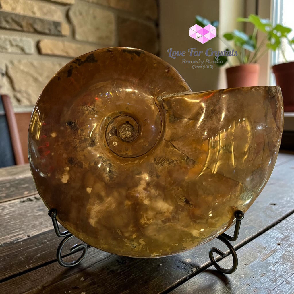 Large Rainbow Ammonite 17x14cm, Prosperity & Cycles of Growth - 17x14cm - Ammonite