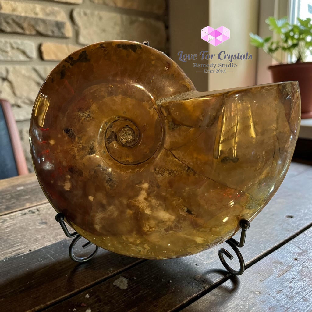 Large Rainbow Ammonite 17x14cm, Prosperity & Cycles of Growth - 17x14cm - Ammonite