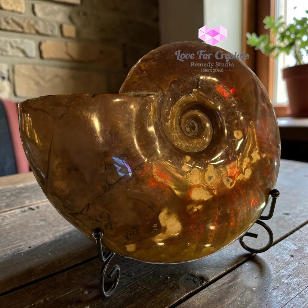 Large Rainbow Ammonite 17x14cm, Prosperity & Cycles of Growth - 17x14cm - Ammonite