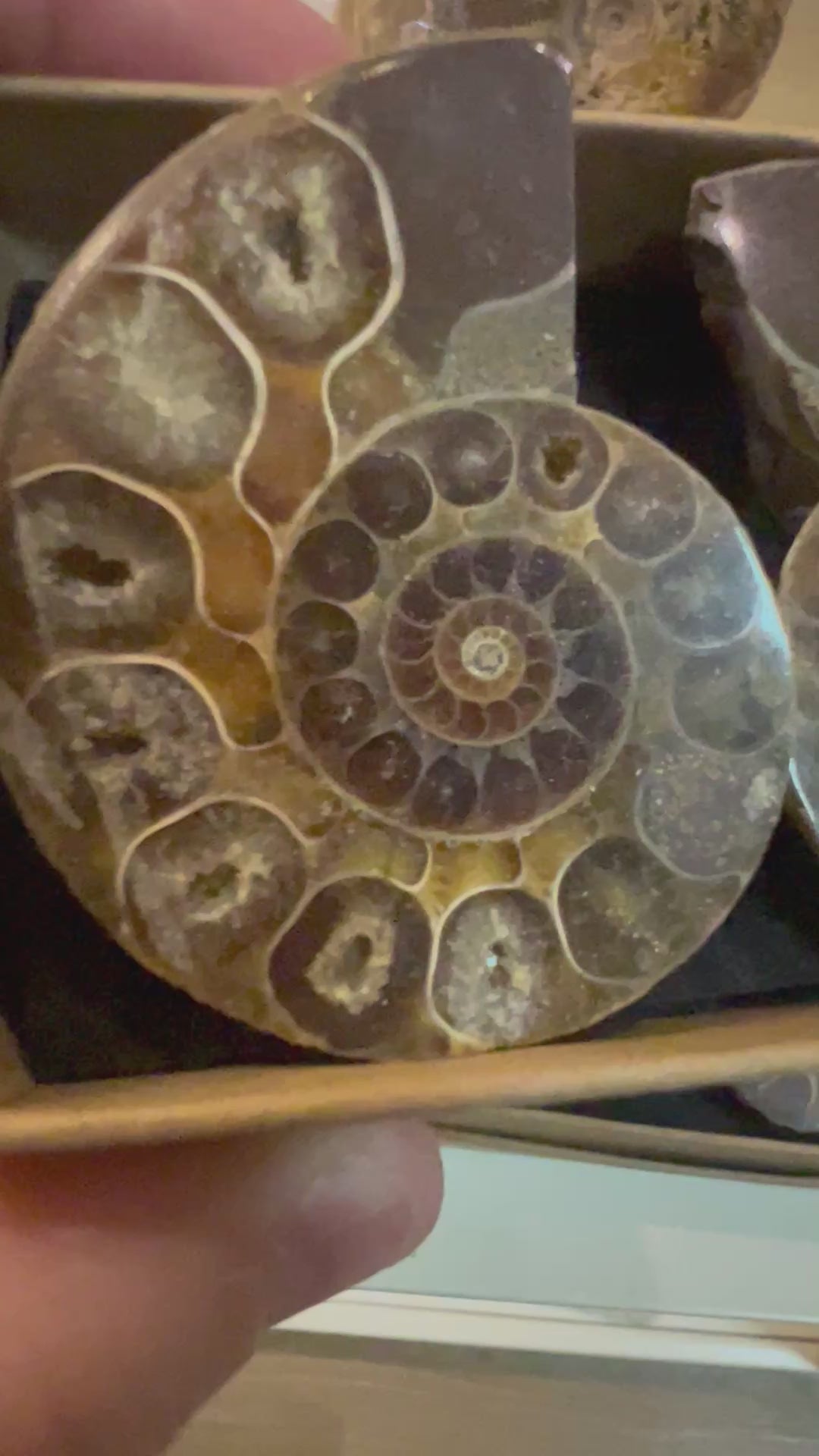 Ammonite Pairs (Madagascar)40-50mm
