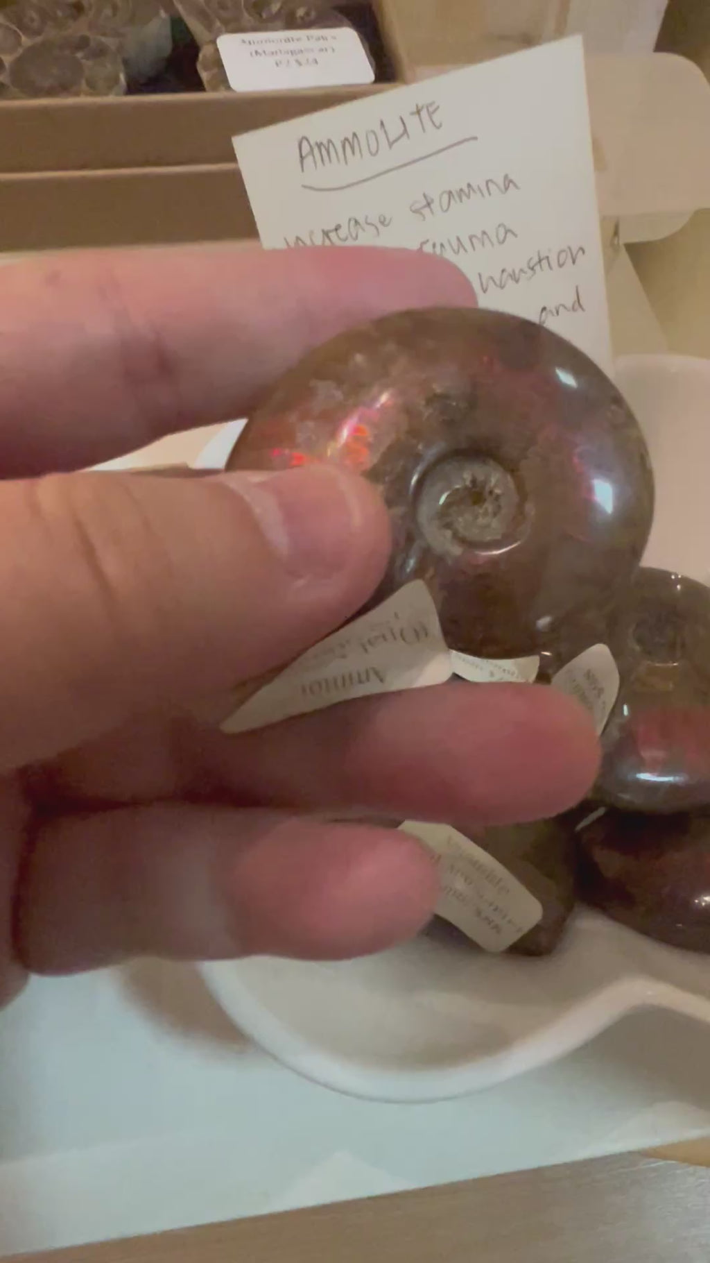 Ammolite Fossilised Shell (Opalized Ammonite) North America