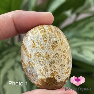 Coral Pebble (Fossil) Indonesia Photo 1 Tumbled Stones